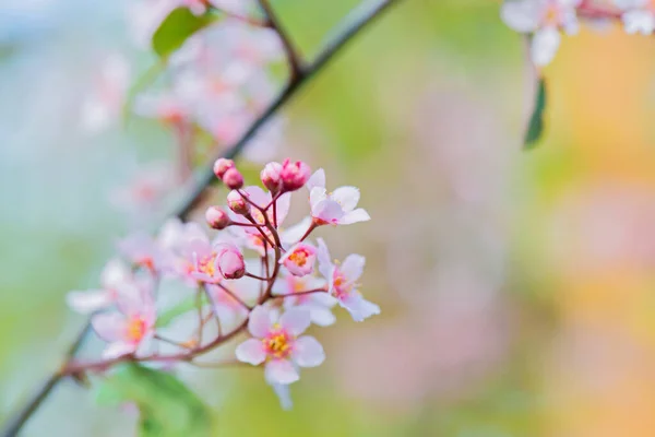 Pink Flowers Bush Blurred Green Background Shallow Depth Field — Stock Photo, Image