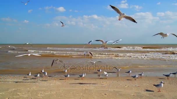 Чайки летают по берегу моря — стоковое видео