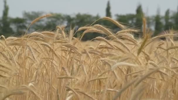 Gouden oren van rijpe tarwe — Stockvideo