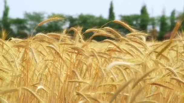 Swaing dojrzałej pszenicy na wiatr — Wideo stockowe