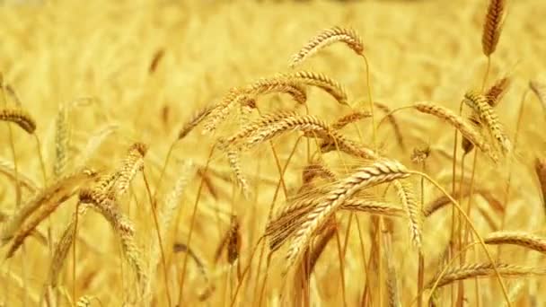Goldene Ähren des reifen Weizens — Stockvideo
