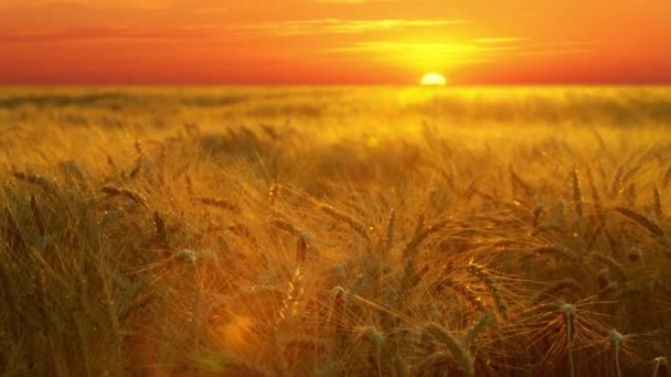Weizenfeld bei Sonnenuntergang — Stockvideo