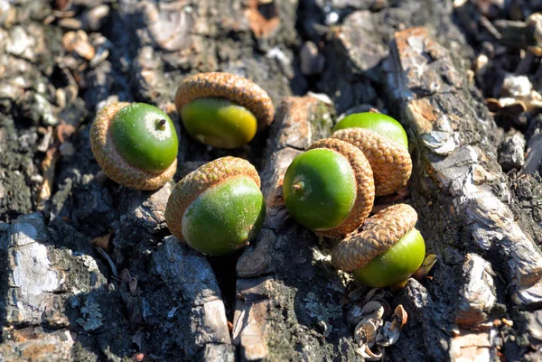 Βελανίδια για oak φλοιός — Φωτογραφία Αρχείου