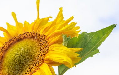 Ayçiçeği gökyüzü karşı bir sahada. Sığ derinlik-in tarla
