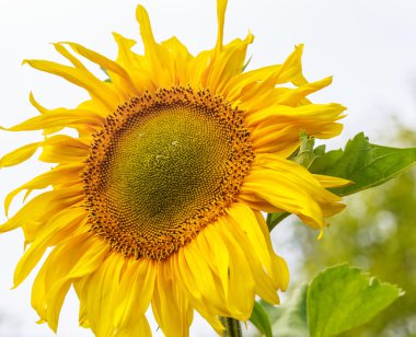 Ayçiçeği gökyüzü karşı bir sahada. Sığ derinlik-in tarla