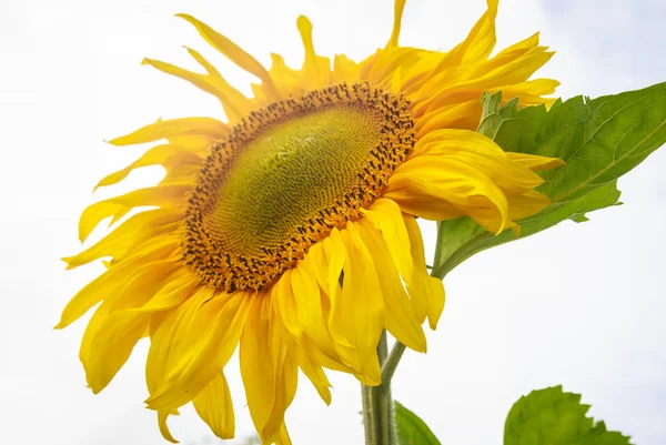 Tournesol sur un champ contre le ciel. Profondeur de champ faible — Photo