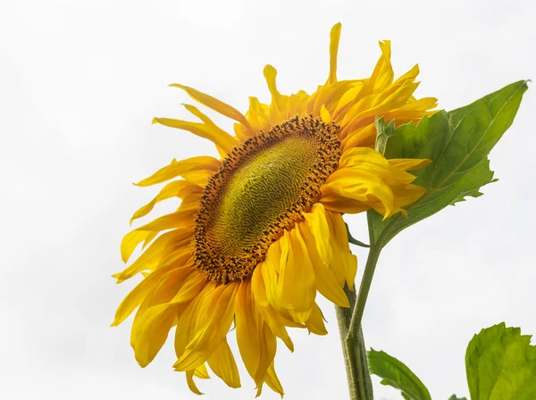 Sonnenblume auf einem Feld gegen den Himmel. geringe Schärfentiefe — Stockfoto