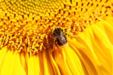 Bumblebee ve ayçiçeği bir alan üzerinde. Sığ derinlik-in tarla