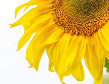 Ayçiçeği gökyüzü karşı bir sahada. Sığ derinlik-in tarla