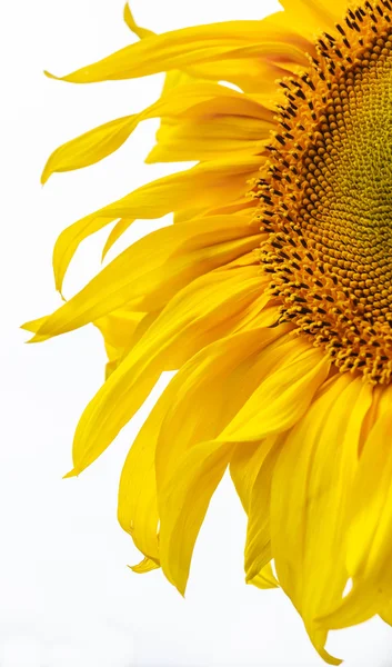 Girasol en un campo contra el cielo. Profundidad superficial del campo — Foto de Stock