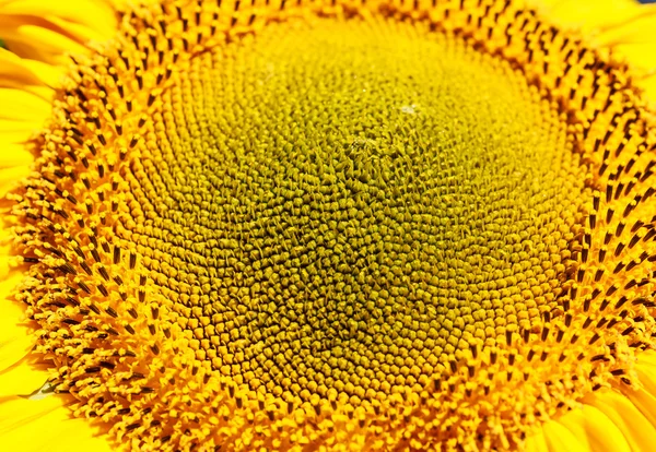 宏的夏天在一株向日葵。自然水平带 — 图库照片
