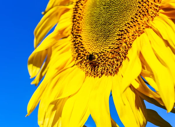 Bombus e girassol em um campo contra o céu azul. Profundidade superficial — Fotografia de Stock