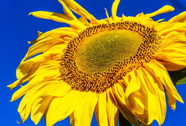 Sonnenblume auf einem Feld vor blauem Himmel. geringe Schärfentiefe — Stockfoto
