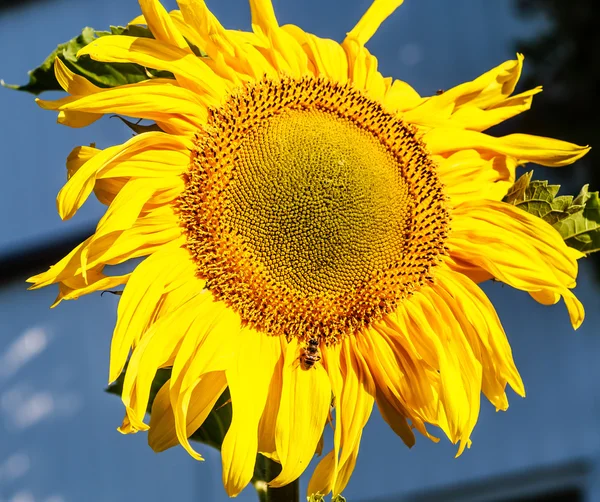 Eristalis und Sonnenblumen auf einem Feld. geringe Schärfentiefe — Stockfoto
