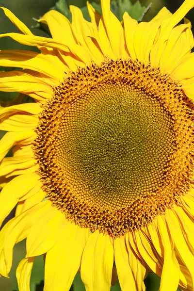 Sonnenblume auf einem Feld. geringe Schärfentiefe — Stockfoto