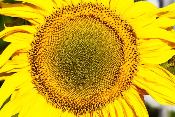Sonnenblume auf einem Feld. geringe Schärfentiefe — Stockfoto