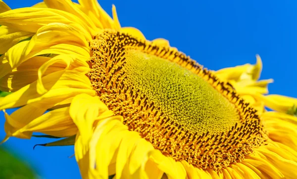 Sonnenblume auf einem Feld vor blauem Himmel. geringe Schärfentiefe — Stockfoto