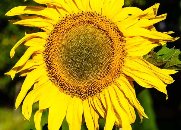 Tournesol sur un champ. Profondeur de champ faible — Photo