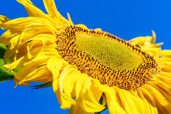 Tournesol sur un champ contre le ciel bleu. Profondeur de champ faible — Photo