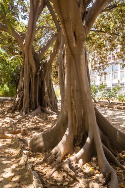 Palermo Botanik Bahçeleri (Orto Botanico), Palermo, Sicilya, İtalya
