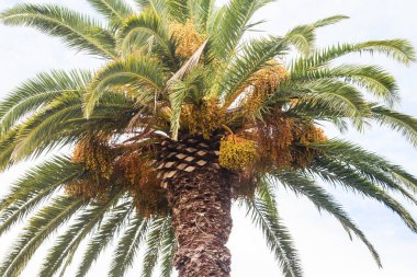 Crohn palmiye ağacı (Phoenix)