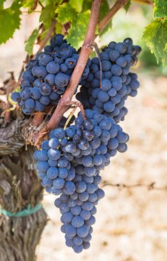 Ripe Brunello grapes, Sangiovese, growing on vine at wine estate in region Tuscany, Italy clipart