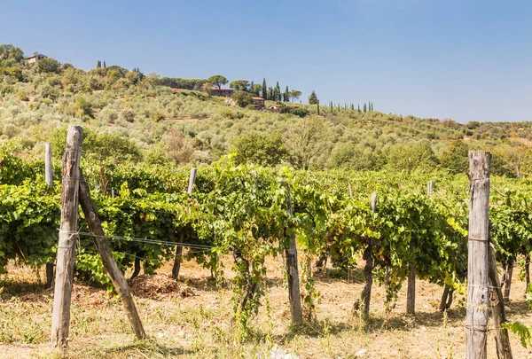 Toskana, İtalya 'daki üzüm bağları