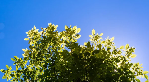 Sun shining through green leaves of the tree — Stock Photo, Image