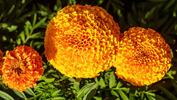 Marigolds amarelos florescentes (Tagetes ) — Fotografia de Stock