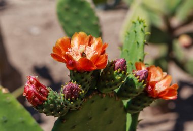 Opuntia tomentosa. Balçık'ta botanik bahçesinde kaktüs bitki ve çiçekleri, Bulgaristan