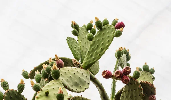 Opuntia tomentosa. Cactus plants and flowers in botanical garden — Stock Photo, Image