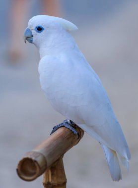 Beyaz kakadu papağan kuş