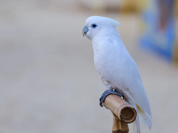 Kakadu biała papuga ptak — Zdjęcie stockowe