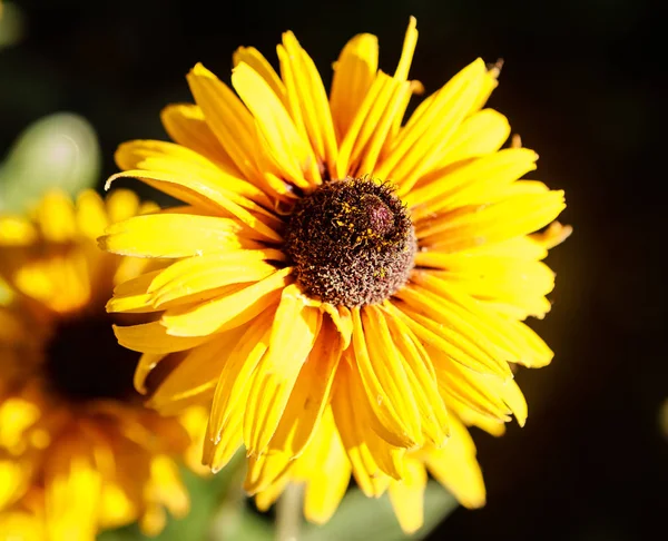 Hermosa flor jardín gaylardiya — Foto de Stock