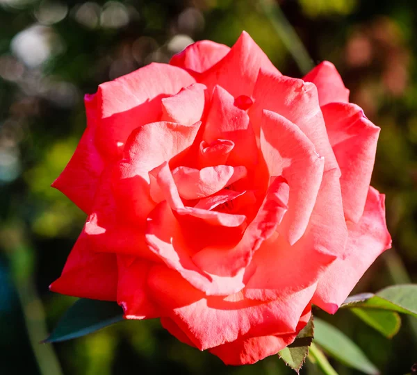 Rosa ornamental cultivada vermelha — Fotografia de Stock