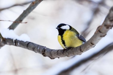 Mavi baştankara (Parus caeruleus) soğuk ağaca tünemiş