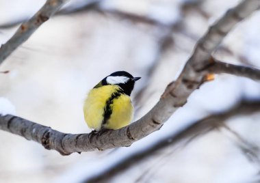 Mavi baştankara (Parus caeruleus) soğuk ağaca tünemiş