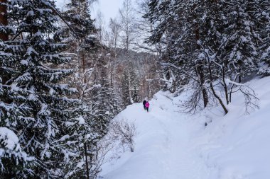 İnsanlar Kuzey yürüyüşü olsun. Resort Belokurikha. Altay, Rusya Federasyonu