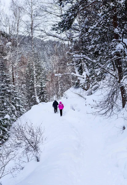 Lidé si na Nordic walking. Resort Belokurikha. Altaj, Rusko — Stock fotografie