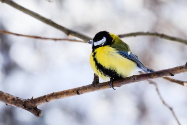 Mavi baştankara (Parus caeruleus) soğuk ağaca tünemiş. Resort Belo