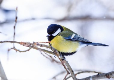 Mavi baştankara (Parus caeruleus) soğuk ağaca tünemiş