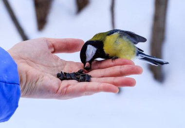 Mavi baştankara (Parus caeruleus) insan elinden yiyor