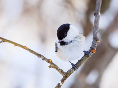 Baştankara ayaz ağaca tünemiş. Resort Belokurikha. Altay, Rusya Federasyonu