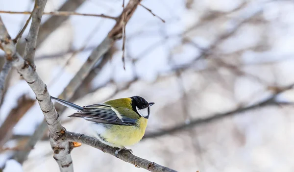 Kék cinege (Parus caeruleus) fagyos faágon. Resort Belo — Stock Fotó