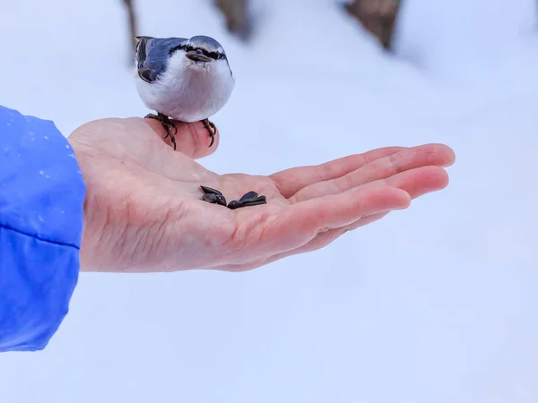 Nuthatch Eating From a Human Hand