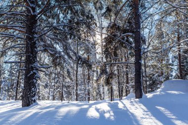 Kış orman. Mount Tserkovka. Resort Belokurikha, altay, Russi