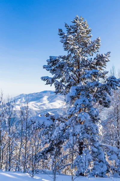 Vista da montanha Tserkovka nas Montanhas Altai no inverno . — Fotografia de Stock