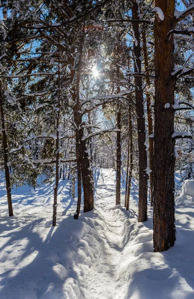 Ścieżka w lesie zimą. Mount Tserkovka.Resort Belokurikha, A — Zdjęcie stockowe