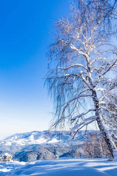 Vista da montanha Tserkovka para as montanhas Altai no inverno . — Fotografia de Stock