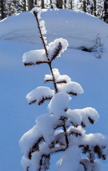 Jul bakgrund med snöiga gran träd — Stockfoto